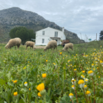 Captura de tela 2025-12-30 140235